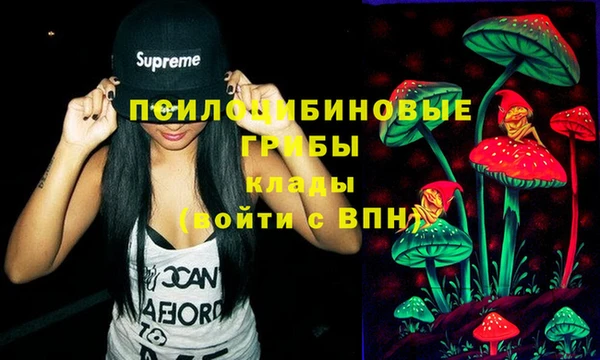 прущие грибы Медвежьегорск